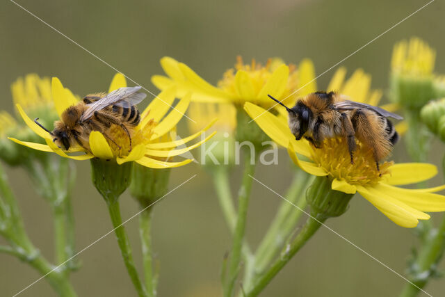 Pluimvoetbij (Dasypoda hirtipes)