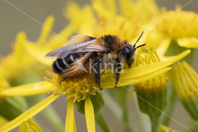 Pluimvoetbij (Dasypoda hirtipes)