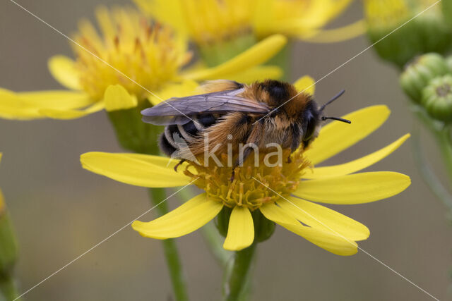 Pluimvoetbij (Dasypoda hirtipes)