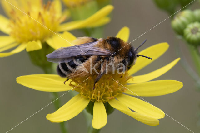 Pluimvoetbij (Dasypoda hirtipes)