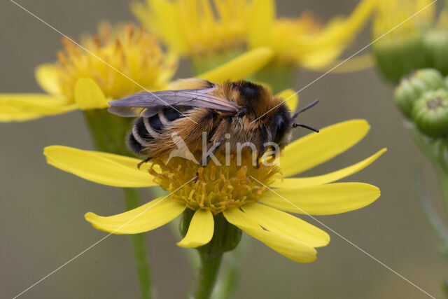 Pluimvoetbij (Dasypoda hirtipes)