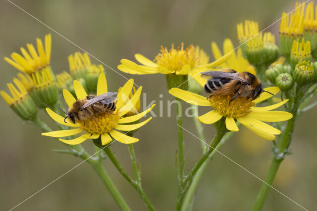 Pluimvoetbij (Dasypoda hirtipes)