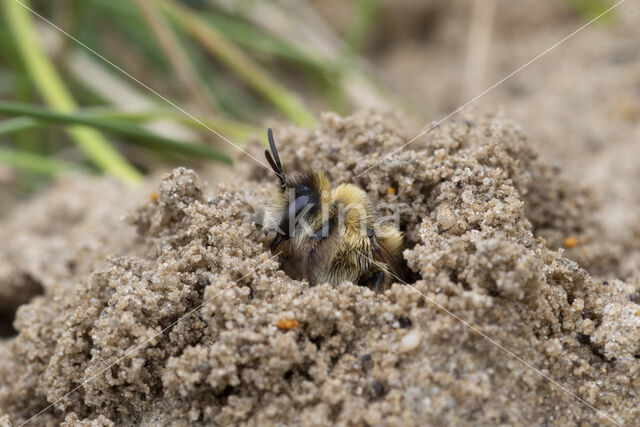 Pluimvoetbij (Dasypoda hirtipes)