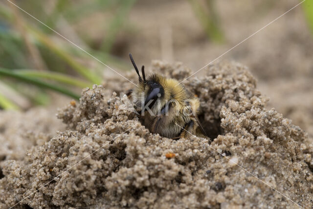 Pluimvoetbij (Dasypoda hirtipes)