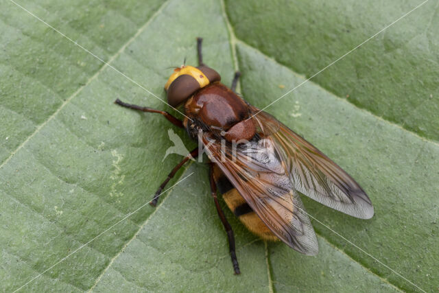 giant hoverfly (Volucella zonaria)