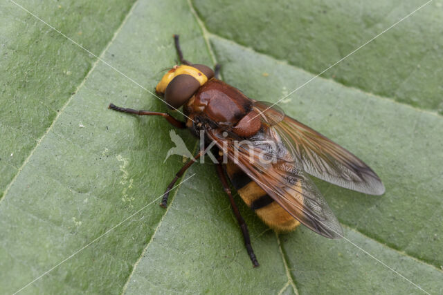 giant hoverfly (Volucella zonaria)