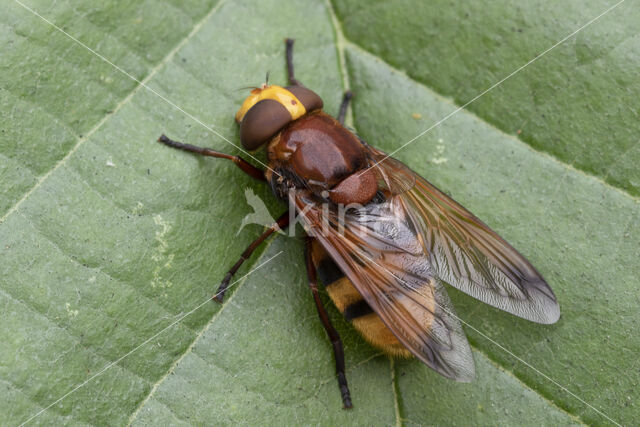 giant hoverfly (Volucella zonaria)