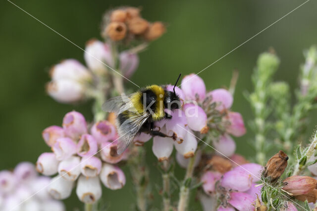 Veenhommel (Bombus jonellus)