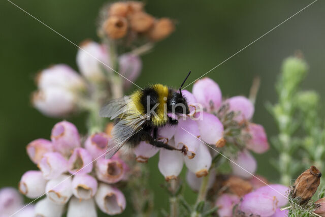 heath bumblebee (Bombus jonellus)