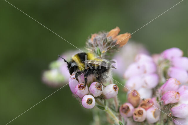 Veenhommel (Bombus jonellus)