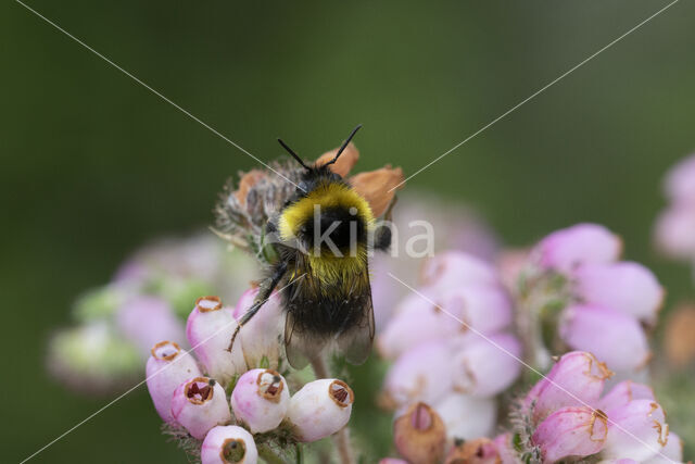 Veenhommel (Bombus jonellus)