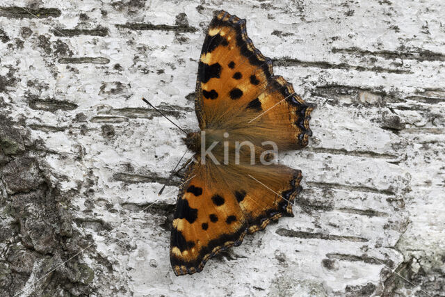 Large Tortoiseshell (Nymphalis polychloros)