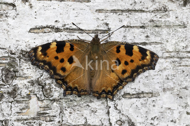 Grote vos (Nymphalis polychloros)