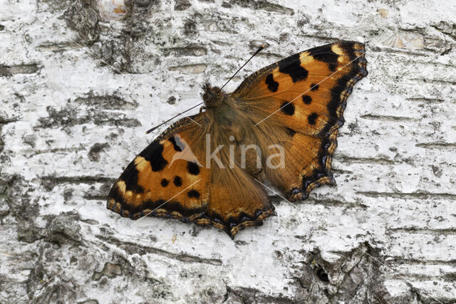 Grote vos (Nymphalis polychloros)