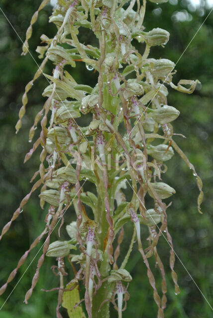 Lizard Orchid (Himantoglossum hircinum)