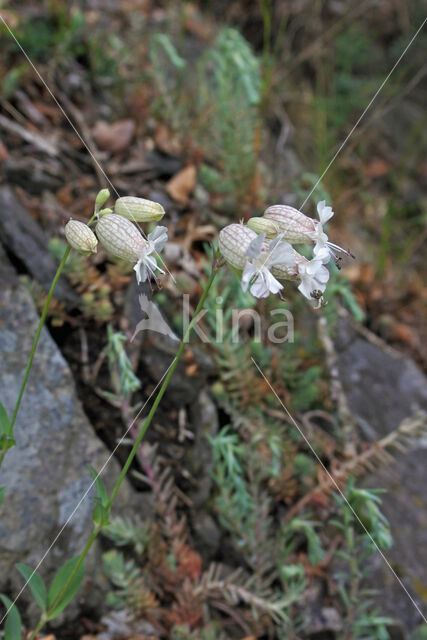 Blaassilene (Silene vulgaris)