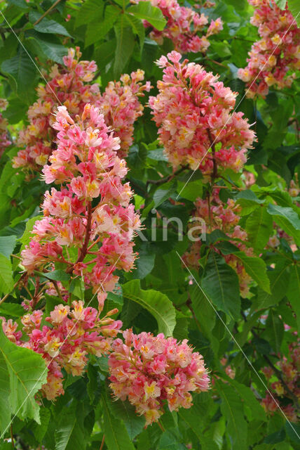 Rode paardenkastanje (Aesculus carnea)