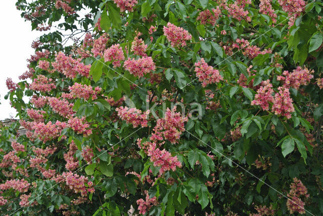 Rode paardenkastanje (Aesculus carnea)