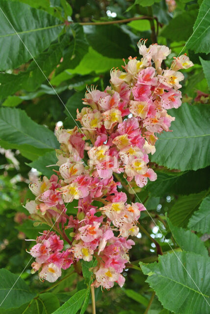 Red Horse-chestnut (Aesculus carnea)