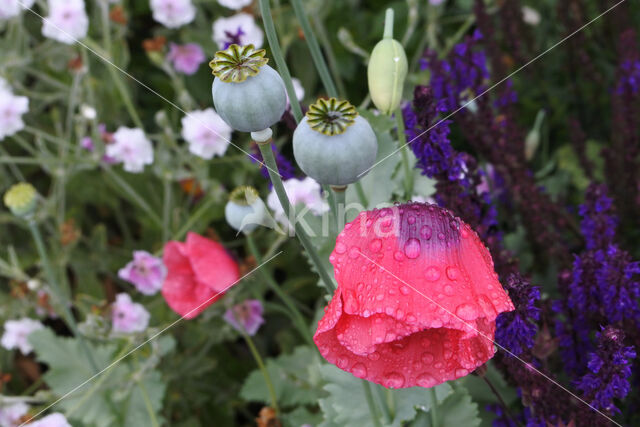 Opium Poppy (Papaver somniferum)