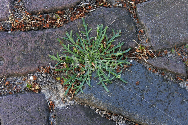 Hertshoornweegbree (Plantago coronopus)