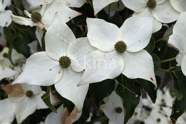 Kousa dogwood (Cornus kousa)