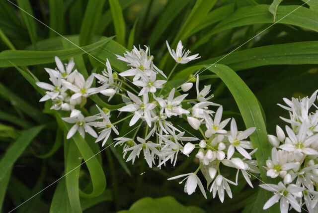 Ramsons (Allium ursinum)