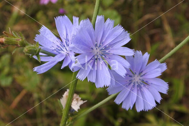 Wilde cichorei (Cichorium intybus)