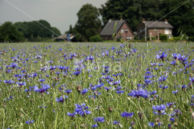 Cornflower (Centaurea cyanus)