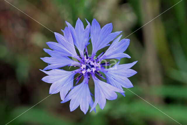 Cornflower (Centaurea cyanus)