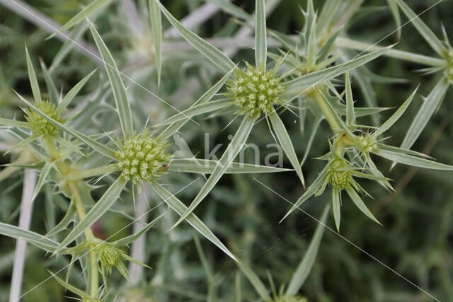 Wilde kruisdistel (Eryngium campestre)