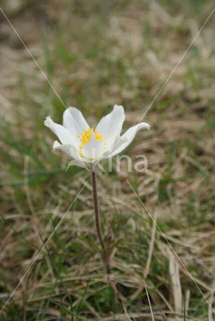 Spring Anemone (Pulsatilla vernalis)