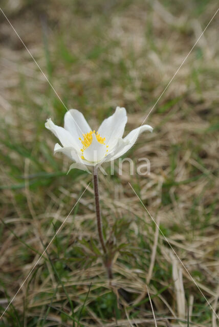 Voorjaarsanemoon (Pulsatilla vernalis)