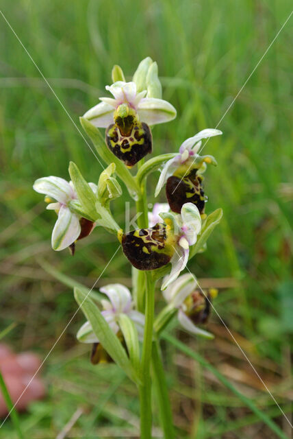 Hommelorchis (Ophrys holoserica