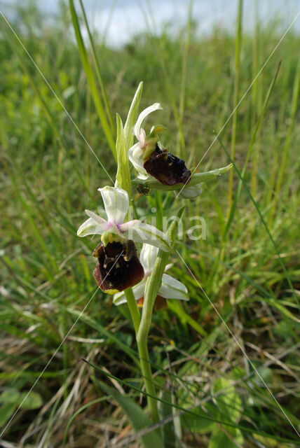 Hommelorchis (Ophrys holoserica