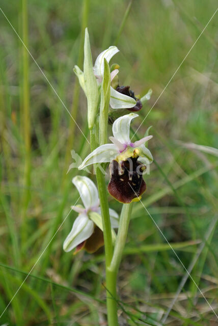 Late Spider Orchid (Ophrys holoserica