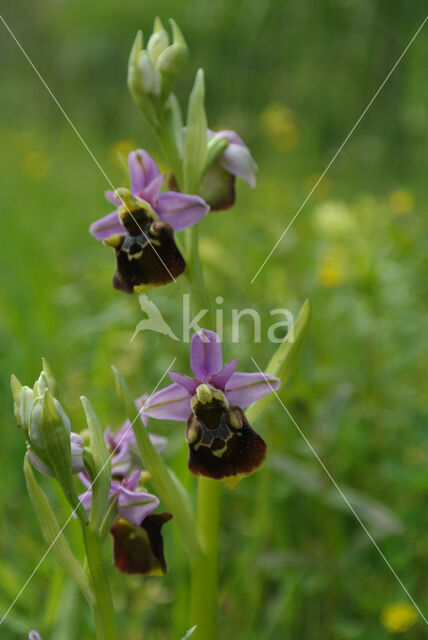 Hommelorchis (Ophrys holoserica