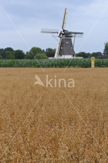 Cultivated Oat (Avena sativa)