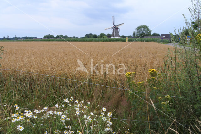 Cultivated Oat (Avena sativa)