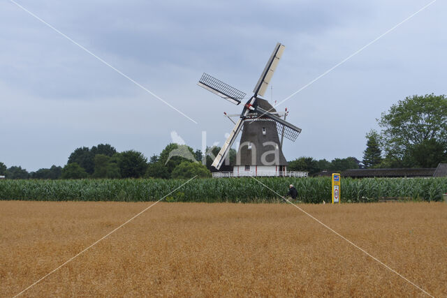 Cultivated Oat (Avena sativa)