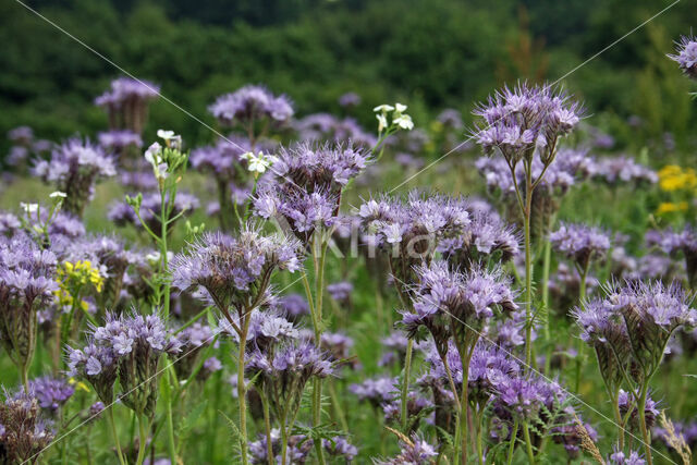 Lacy Phacelia (Phacelia tanacetifolia)