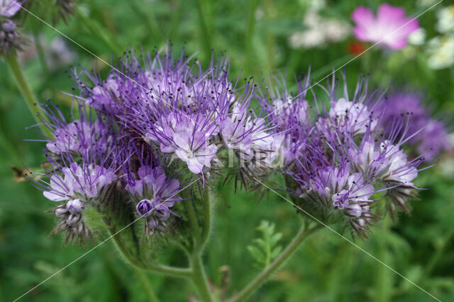 Bijenvoer (Phacelia tanacetifolia)