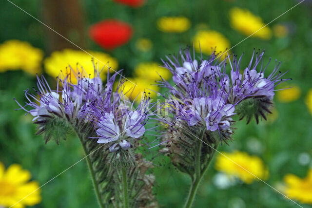 Lacy Phacelia (Phacelia tanacetifolia)