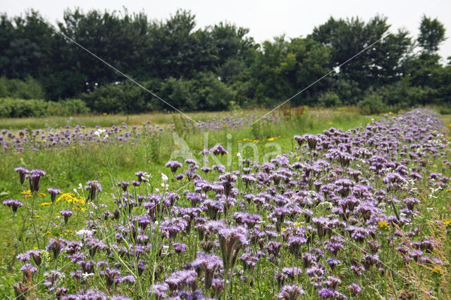 Lacy Phacelia (Phacelia tanacetifolia)