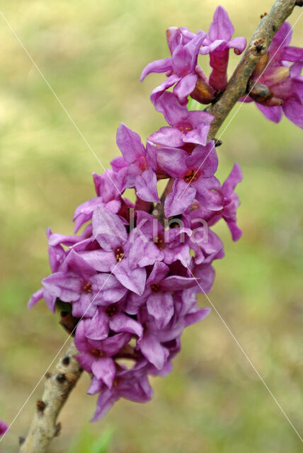 Rood peperboompje (Daphne mezereum)