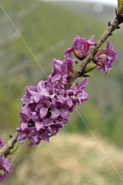 Rood peperboompje (Daphne mezereum)