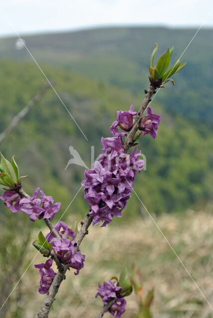 Rood peperboompje (Daphne mezereum)