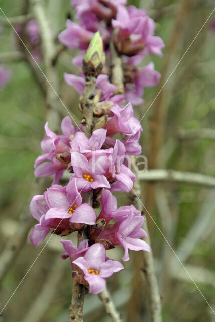 Rood peperboompje (Daphne mezereum)