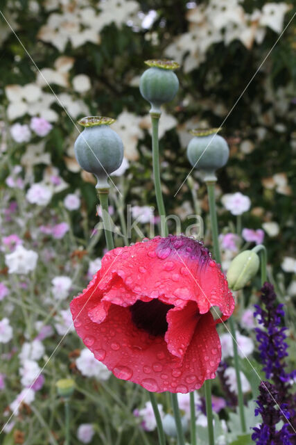 Opium Poppy (Papaver somniferum)