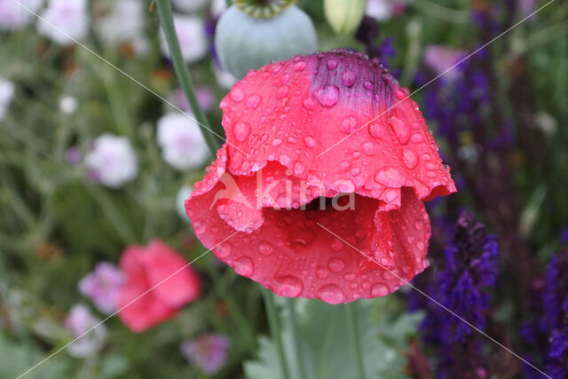 Opium Poppy (Papaver somniferum)